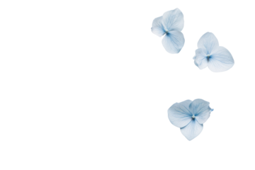 A serene and minimalist image featuring a few flax blue flowers scattered randomly on a smooth white background, highlighting the contrast between the blue petals