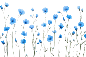 An overhead view of flax blue flowers artfully arranged on a plain white background, capturing the natural symmetry and texture of the petals and stems