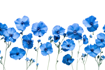 An overhead view of flax blue flowers artfully arranged on a plain white background, capturing the natural symmetry and texture of the petals and stems