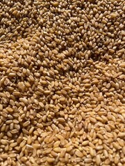 Obraz premium wheat grains background