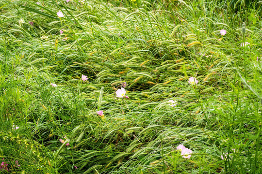 Texas wildflowers on a foggy morning after light rain