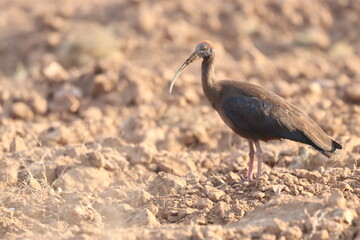 Red naped Ibis
