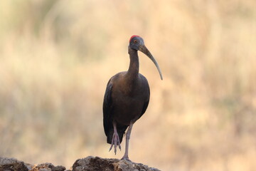 Red naped Ibis