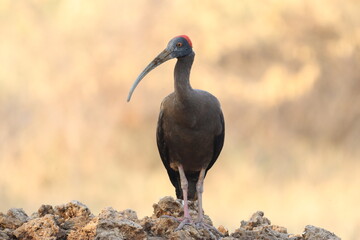 Red naped Ibis