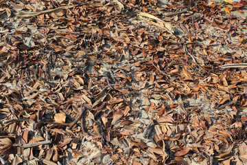 Brown leaves on the sand at a beach