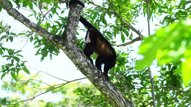 Howler monkey screaming in a tree in Costa Rica rainforest