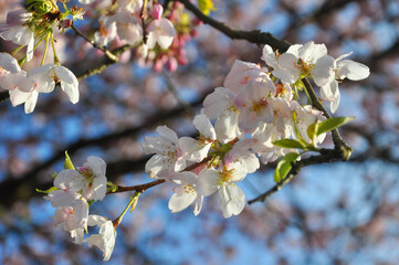 Fototapeta premium Sakura close up frame 