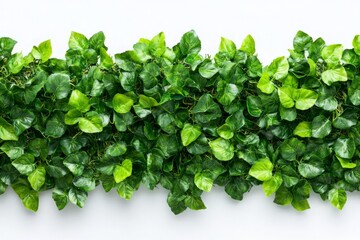 Obraz premium Vibrant Green Foliage Wall for Natural Decor or Background - Perfect for Home Decor, Photography Backdrops, and Eco-Friendly Designs.