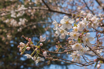만개한 벚꽃 풍경