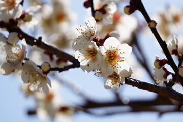 宮崎県美郷町かいごん塔梅園の梅