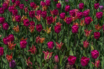 Hot Pink Tulip Field in Full Bloom – Horizontal Spring Garden Landscape