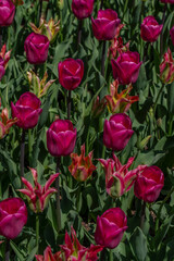 Hot Pink Tulips and Lily-Flowered Tulips in Blooming Spring Garden