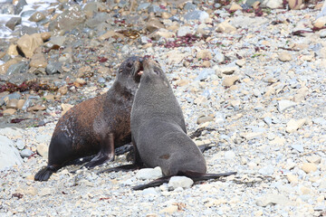 Neuseeländischer Seebär / New Zealand fur seal / Arctocephalus forsteri.