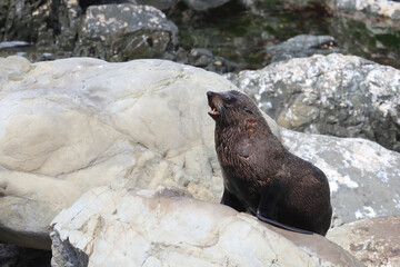 Neuseeländischer Seebär / New Zealand fur seal / Arctocephalus forsteri