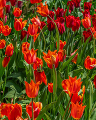 Vibrant Red and Orange Tulip Field in Springtime Bloom