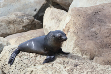 Neuseeländischer Seebär / New Zealand fur seal / Arctocephalus forsteri.