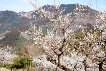 宮崎県美郷町かいごん塔梅園の梅