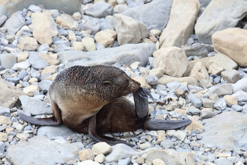 Fototapeta premium Neuseeländischer Seebär / New Zealand fur seal / Arctocephalus forsteri.