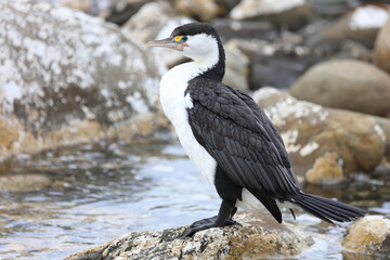 Elsterscharbe / Australian pied cormorant / Phalacrocorax varius