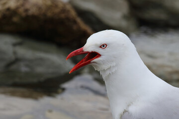 Rotschnabelmöwe / Red-billed gull / Larus scopulinus