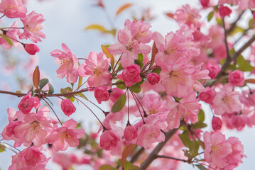 꽃사과나무 서부해당화