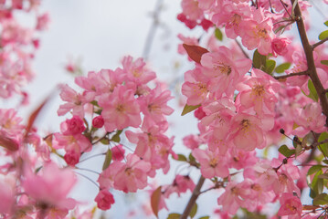 꽃사과나무 서부해당화