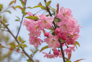 꽃사과나무 서부해당화