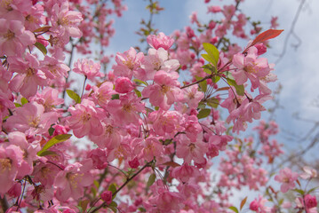 꽃사과나무 서부해당화