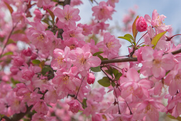 꽃사과나무 서부해당화