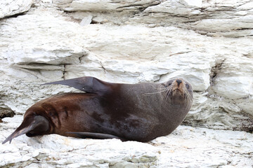 Neuseeländischer Seebär / New Zealand fur seal / Arctocephalus forsteri