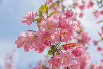 Obraz premium 꽃사과나무 서부해당화