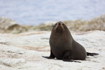 Fototapeta premium Neuseeländischer Seebär / New Zealand fur seal / Arctocephalus forsteri