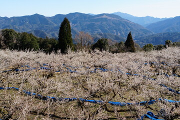宮崎県美郷町かいごん塔梅園の梅