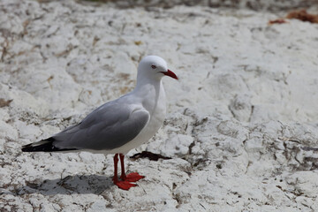 Rotschnabelmöwe / Red-billed gull / Larus scopulinus