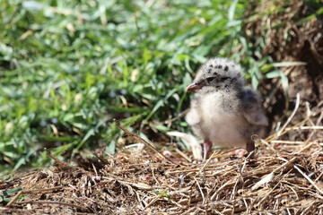 Rotschnabelmöwe / Red-billed gull / Larus scopulinus.