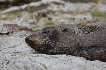 Neuseeländischer Seebär / New Zealand fur seal / Arctocephalus forsteri