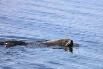 Fototapeta premium Neuseeländischer Seebär / New Zealand fur seal / Arctocephalus forsteri