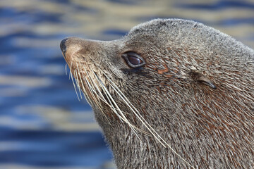 Neuseel&auml;ndischer Seeb&auml;r / New Zealand fur seal / Arctocephalus forsteri