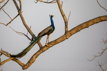 Indian Peafowl sitting in tree branch in Chitwan National Park, Nepal.