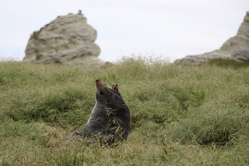 Neuseeländischer Seebär / New Zealand fur seal / Arctocephalus forsteri