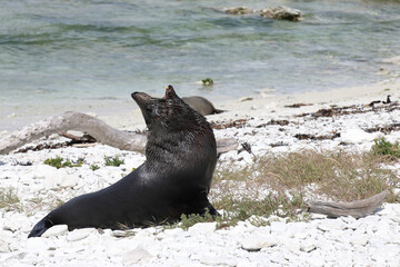 Neuseeländischer Seebär / New Zealand fur seal / Arctocephalus forsteri
