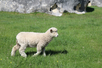 Romneyschaf / Romney sheep / Ovis.