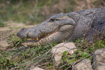 Mugger Crocodile in the bank of Rapti river, Kasara, Nepal.