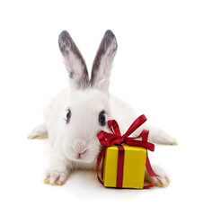 Obraz premium White rabbit and gift.
