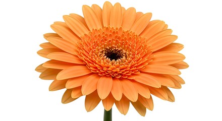 Orange Gerbera Daisy: Radiant Bloom AI Generated
