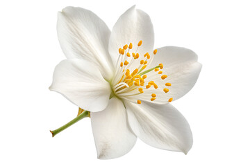Fototapeta premium white lotus flower isolated on transparent png background