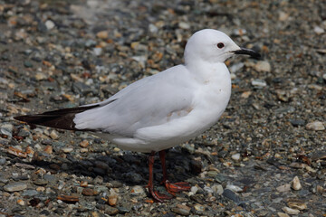 Maorimöwe / Black-billed gull / Chroicocephalus bulleri