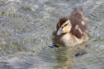 Stockente / Mallard / Anas platyrhynchos...