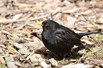Amsel oder Schwarzdrossel / Blackbird / Turdus merula