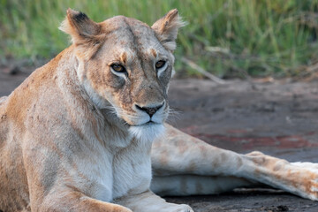 Close up view of African lioness resting at Serengeti National park in Tanzania.